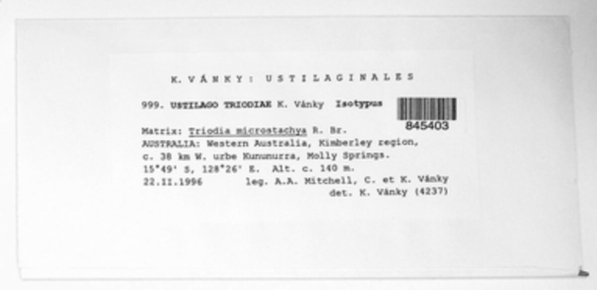 Triodiomyces triodiae image
